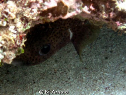 Rare spotted burrfish trying to stay hidden. by Bj Arnold 